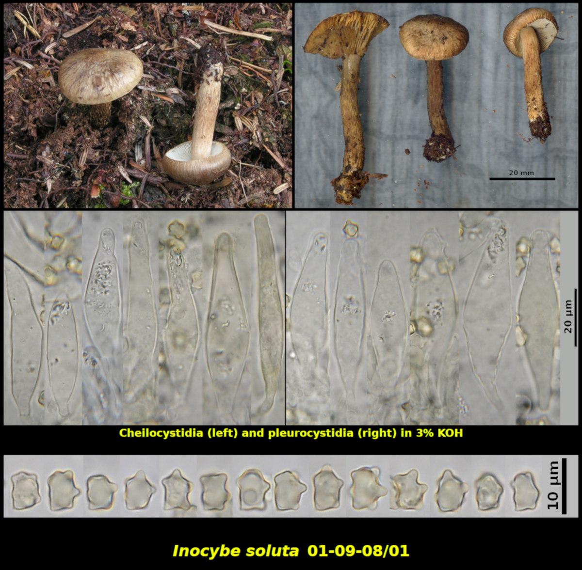 Picture of Inocybe soluta 01-09-08/01